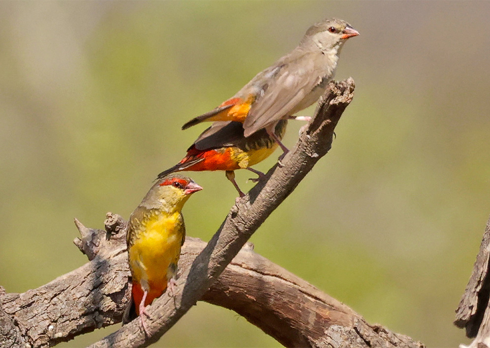 Orange-breasted Waxbill